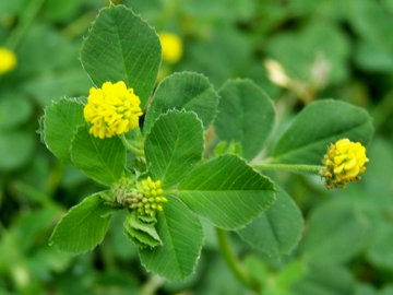 Trifolium nigrescens, Medicago lupulina, Trifolium campestre